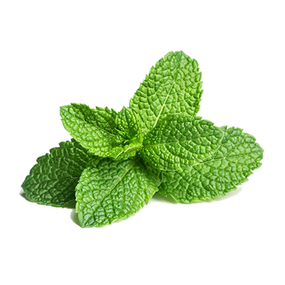 Mint Flavor